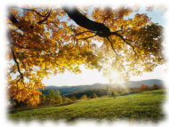 Autumn leaves